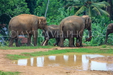 SRI LANKA, Pinnewala Elephant Orphanage, elephant herd, SLK2359JPL