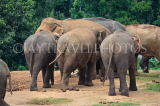 SRI LANKA, Pinnewala Elephant Orphanage, elephant herd, SLK2360JPL