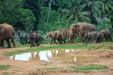 SRI LANKA, Pinnewala Elephant Orphanage, elephant herd, SLK2361JPL