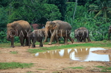 SRI LANKA, Pinnewala Elephant Orphanage, elephant herd, SLK2362JPL