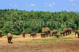 SRI LANKA, Pinnewala Elephant Orphanage, elephant herd, SLK2371JPL