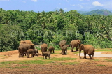 SRI LANKA, Pinnewala Elephant Orphanage, elephant herd, SLK2372JPL