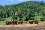 SRI LANKA, Pinnewala Elephant Orphanage, elephant herd, SLK2385JPL