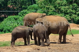 SRI LANKA, Pinnewala Elephant Orphanage, elephant herd, SLK2386JPL