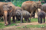 SRI LANKA, Pinnewala Elephant Orphanage, elephant herd and babies, SLK2366JPL