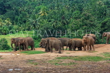SRI LANKA, Pinnewala Elephant Orphanage, elephant herd freely roaming, SLK2400JPL