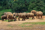SRI LANKA, Pinnewala Elephant Orphanage, elephant herd freely roaming, SLK2401JPL
