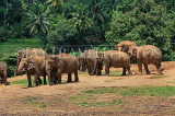 SRI LANKA, Pinnewala Elephant Orphanage, elephant herd freely roaming, SLK2402JPL