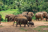 SRI LANKA, Pinnewala Elephant Orphanage, elephant herd freely roaming, SLK2403JPL