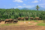 SRI LANKA, Pinnewala Elephant Orphanage, elephant herd roaming freely, SLK2381JPL