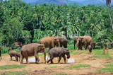 SRI LANKA, Pinnewala Elephant Orphanage, elephant herd roaming freely, SLK2382JPL