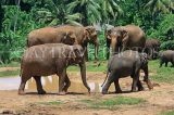 SRI LANKA, Pinnewala Elephant Orphanage, elephant herd roaming freely, SLK2383JPL