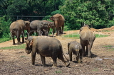 SRI LANKA, Pinnewala Elephant Orphanage, elephant herd with baby, SLK2370JPL