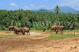 SRI LANKA, Pinnewala Elephant Orphanage, elephant roaming freely, SLK2414JPL