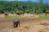 SRI LANKA, Pinnewala Elephant Orphanage, elephant roaming freely, SLK2415JPL