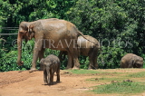 SRI LANKA, Pinnewala Elephant Orphanage, elephants and baby, SLK2406JPL
