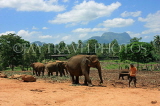 SRI LANKA, Pinnewala Elephant Orphanage, elephants and mahout, SLK2295JPL