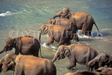 SRI LANKA, Pinnewala Elephant Orphanage, elephants bathing in Maha Oya (Big River), SLK125JPL