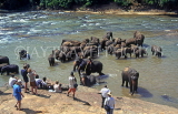SRI LANKA, Pinnewala Elephant Orphanage, elephants bathing in Maha Oya (Big River), SLK156JPL