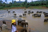 SRI LANKA, Pinnewala Elephant Orphanage, elephants bathing in Maha Oya (Big River), SLK177JPL