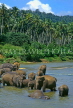 SRI LANKA, Pinnewala Elephant Orphanage, elephants bathing in Maha Oya (Big River), SLK335JPL