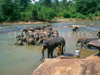 SRI LANKA, Pinnewala Elephant Orphanage, elephants bathing in Maha Oya (river), SLK194JPL