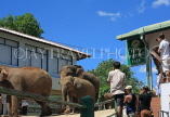 SRI LANKA, Pinnewala Elephant Orphanage, elephants marching to Maha Oya, SLK2332JPL