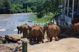 SRI LANKA, Pinnewala Elephant Orphanage, elephants marching to Maha Oya, SLK2333JPLA