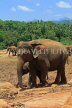 SRI LANKA, Pinnewala Elephant Orphanage, elephants roaming, SLK2293JPL
