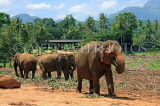 SRI LANKA, Pinnewala Elephant Orphanage, elephants roaming freely, SLK2288JPL