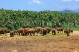 SRI LANKA, Pinnewala Elephant Orphanage, elephants roaming freely, SLK2289JPL