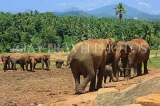 SRI LANKA, Pinnewala Elephant Orphanage, elephants roaming freely, SLK2296JPL