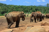 SRI LANKA, Pinnewala Elephant Orphanage, elephants roaming freely, SLK2297JPL