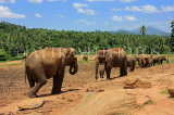 SRI LANKA, Pinnewala Elephant Orphanage, elephants roaming freely, SLK2298JPL