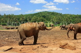SRI LANKA, Pinnewala Elephant Orphanage, elephants roaming freely, SLK2299JPL