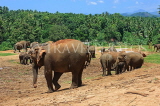 SRI LANKA, Pinnewala Elephant Orphanage, elephants roaming freely, SLK2301JPL