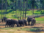 SRI LANKA, Pinnewala Elephant Orphanage, herd among coconut plantation, SLK1502JPL