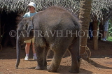 SRI LANKA, Pinnewala Elephant Orphanage, six month old calf, SLK1862JPL
