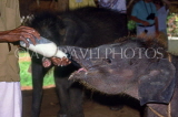 SRI LANKA, Pinnewala Elephant Orphanage, three month calf being bottle fed, SLK1932JPL