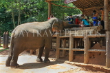 SRI LANKA, Pinnewala Elephant Orphanage, tourists feeding an elephant, SLK2285JPL