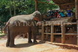 SRI LANKA, Pinnewala Elephant Orphanage, tourists feeding an elephant, SLK2286JPL