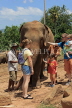 SRI LANKA, Pinnewala Elephant Orphanage, tourists petting adult elephant, SLK2384JPL