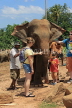 SRI LANKA, Pinnewala Elephant Orphanage, tourists petting adult elephant, SLK2385JPL