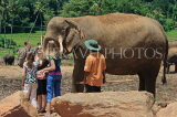 SRI LANKA, Pinnewala Elephant Orphanage, tourists petting elephant, SLK2375JPL