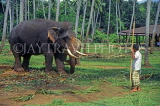 SRI LANKA, Pinnewala Elephant Orphanage, tusker with mahout, SLK2028JPL