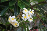 SRI LANKA, Plumeria (Frangipani) flowers,  also used in temple offerings, SLK2523JPL