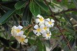 SRI LANKA, Plumeria (Frangipani) flowers,  also used in temple offerings, SLK2524JPL
