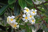 SRI LANKA, Plumeria (Frangipani) flowers,  also used in temple offerings, SLK2525JPL