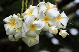 SRI LANKA, Plumeria (Frangipani) flowers, also used in temple offerings, SLK2561JPL