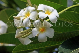 SRI LANKA, Plumeria (Frangipani) flowers, also used in temple offerings, SLK2562JPL